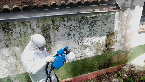 Top rated local Mold Remediation specialists in Little Orleans, MD